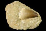 Mosasaur (Prognathodon) Tooth In Rock - Morocco #154841-1